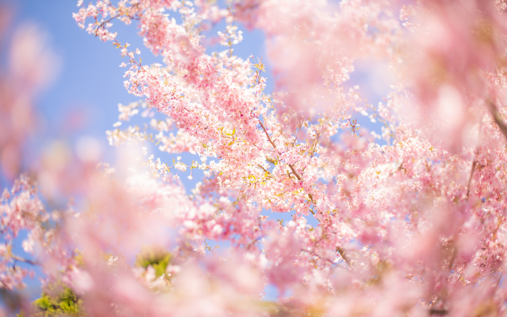 Embracing Spring