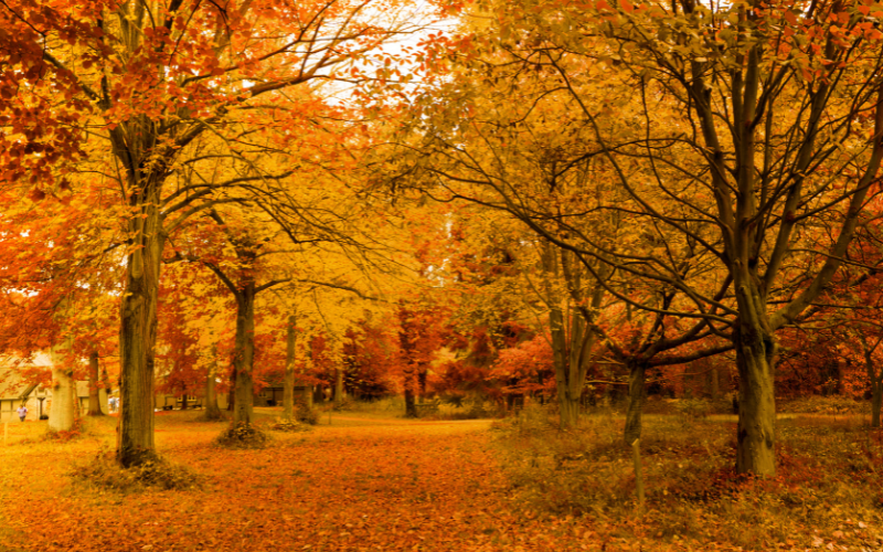 Autumn and Mental Health