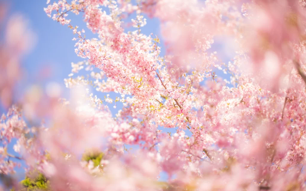 Embracing Spring